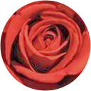 Four Seasons Courier Home RabiaMusa88 profile picture